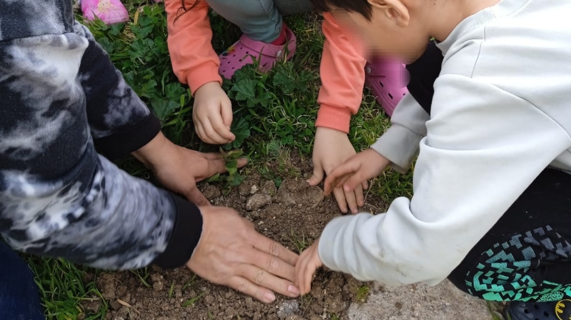 Okulumuz Anasınıfı Öğrencileri Okul Bahçemizde Ağaçlandırma Çalışması Yaptı.